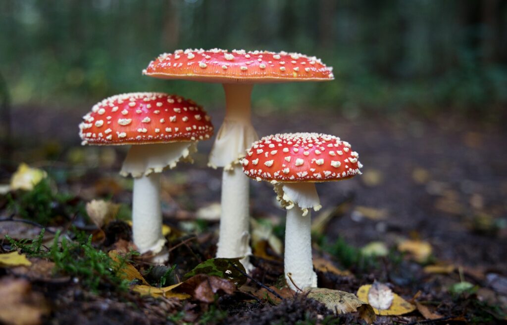hans veth Vp8y5L2fKg unsplash Why Are People Drinking Mushrooms With Their Coffee?