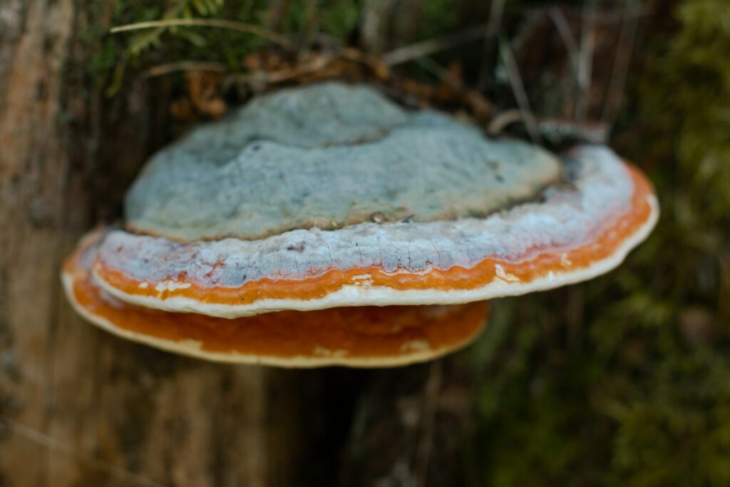 k8 FR6Q6aFg88U unsplash Why Are People Drinking Mushrooms With Their Coffee?