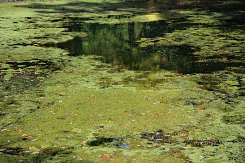 michael diane weidner vHM0jztDoNU unsplash How to Keep Your Pool Crystal Clear All Summer