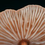 timothy-dykes-f4aZTdkI0Qk-unsplash