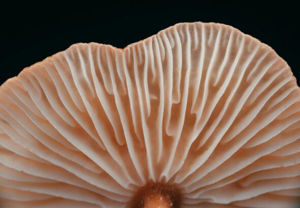 timothy-dykes-f4aZTdkI0Qk-unsplash