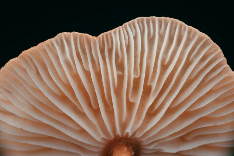 timothy-dykes-f4aZTdkI0Qk-unsplash