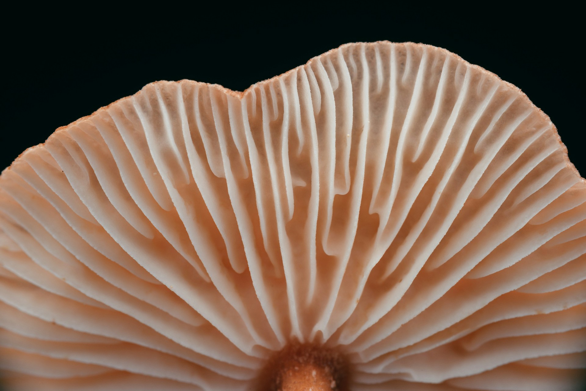 timothy-dykes-f4aZTdkI0Qk-unsplash