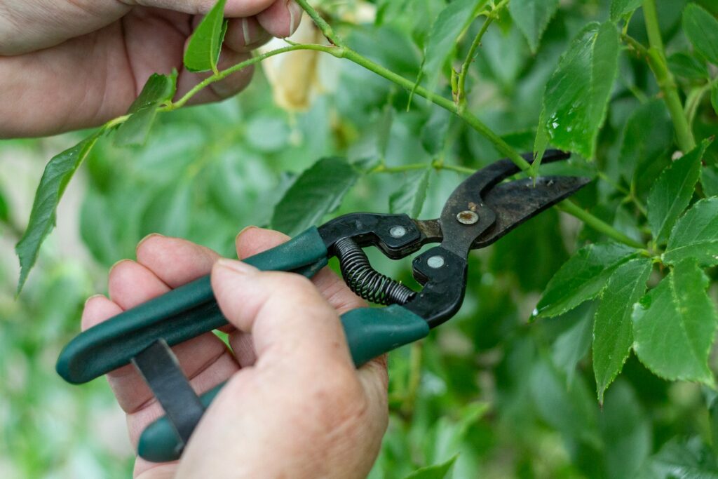 Yard Maintenance Tools That Make Outdoor Cleanup Easier 9 margarita shtyfura axZQeOgrZvk unsplash Yard Maintenance Tools That Make Outdoor Cleanup Easier