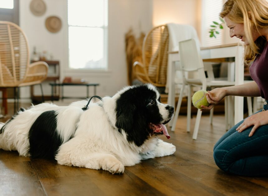 How to Keep Your Home Smelling Fresh When You Have Pets