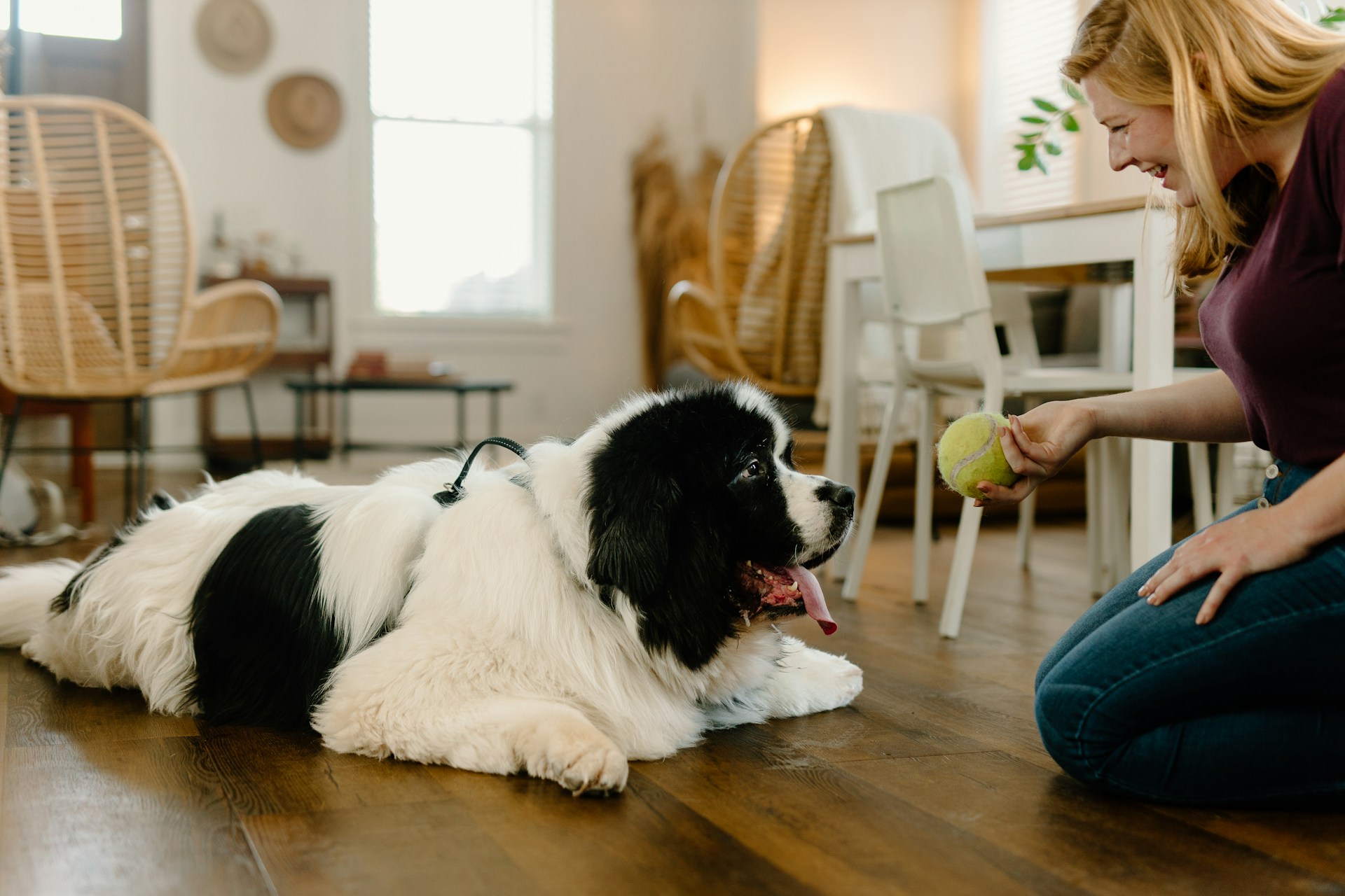 How to Keep Your Home Smelling Fresh When You Have Pets